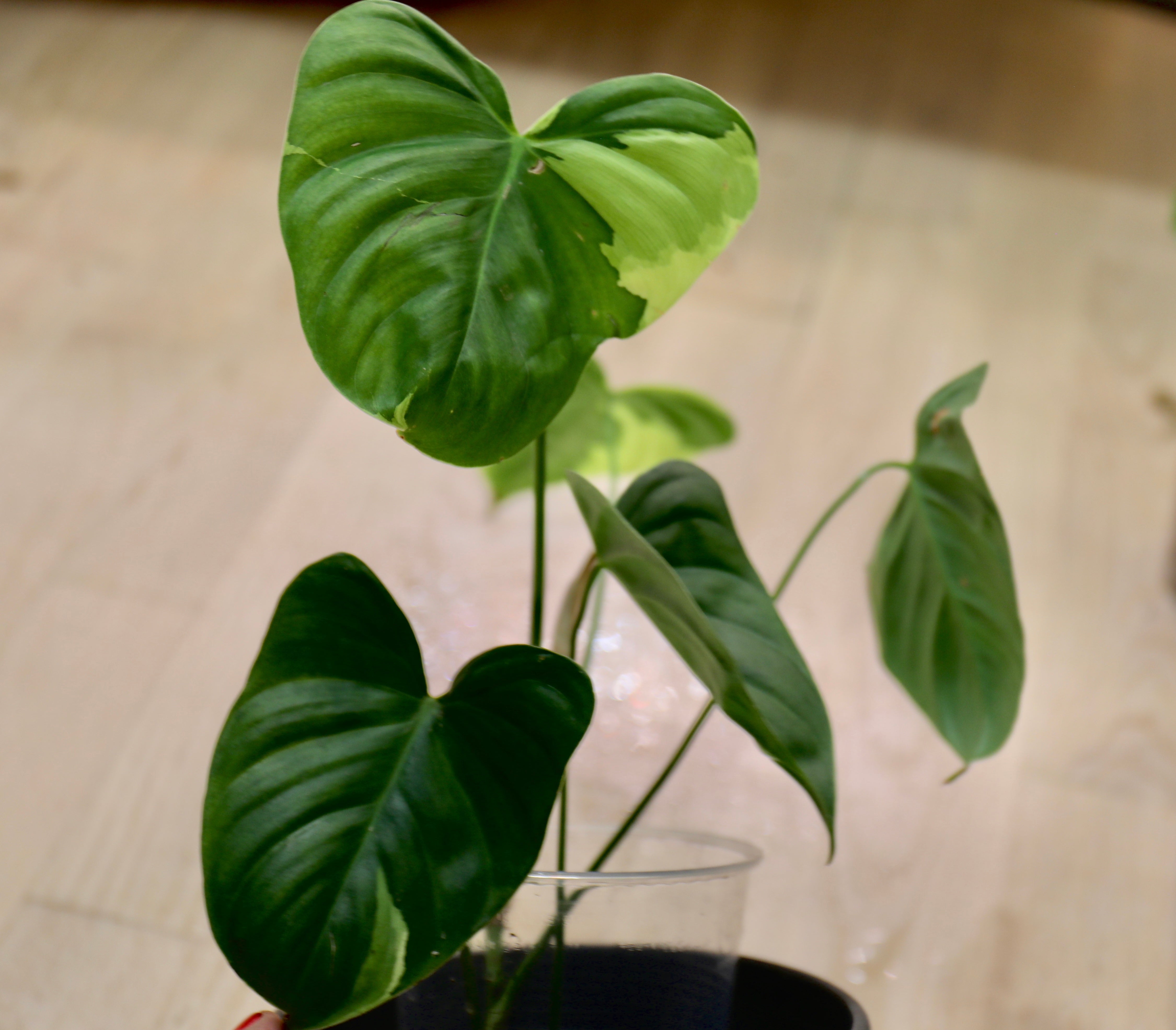 philodendron sp tropicals variegated Philodendron sp tropicals variegata