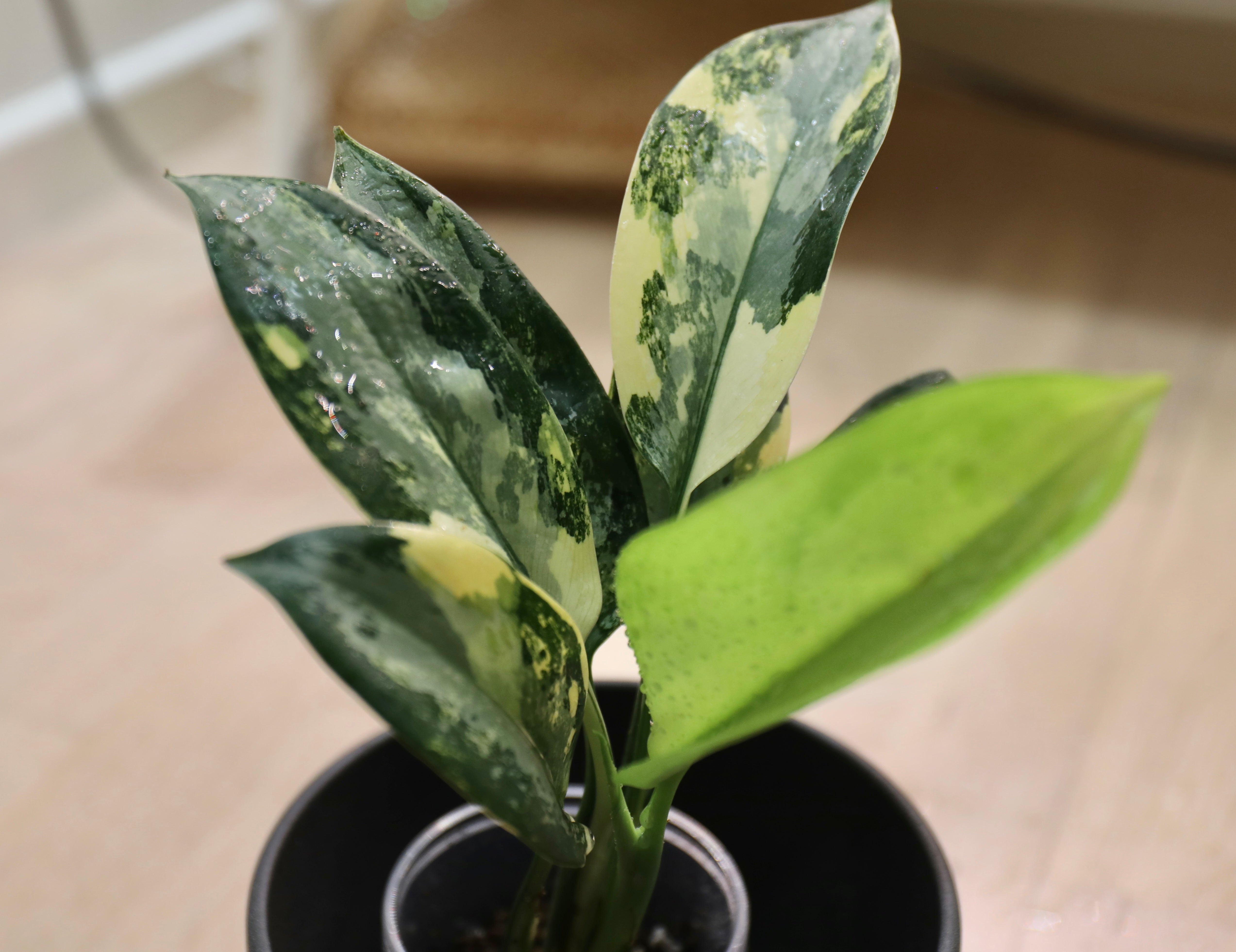 aglaonema sp variegata Aglaonema Suvarnabhumi – Sagas Rare Plants