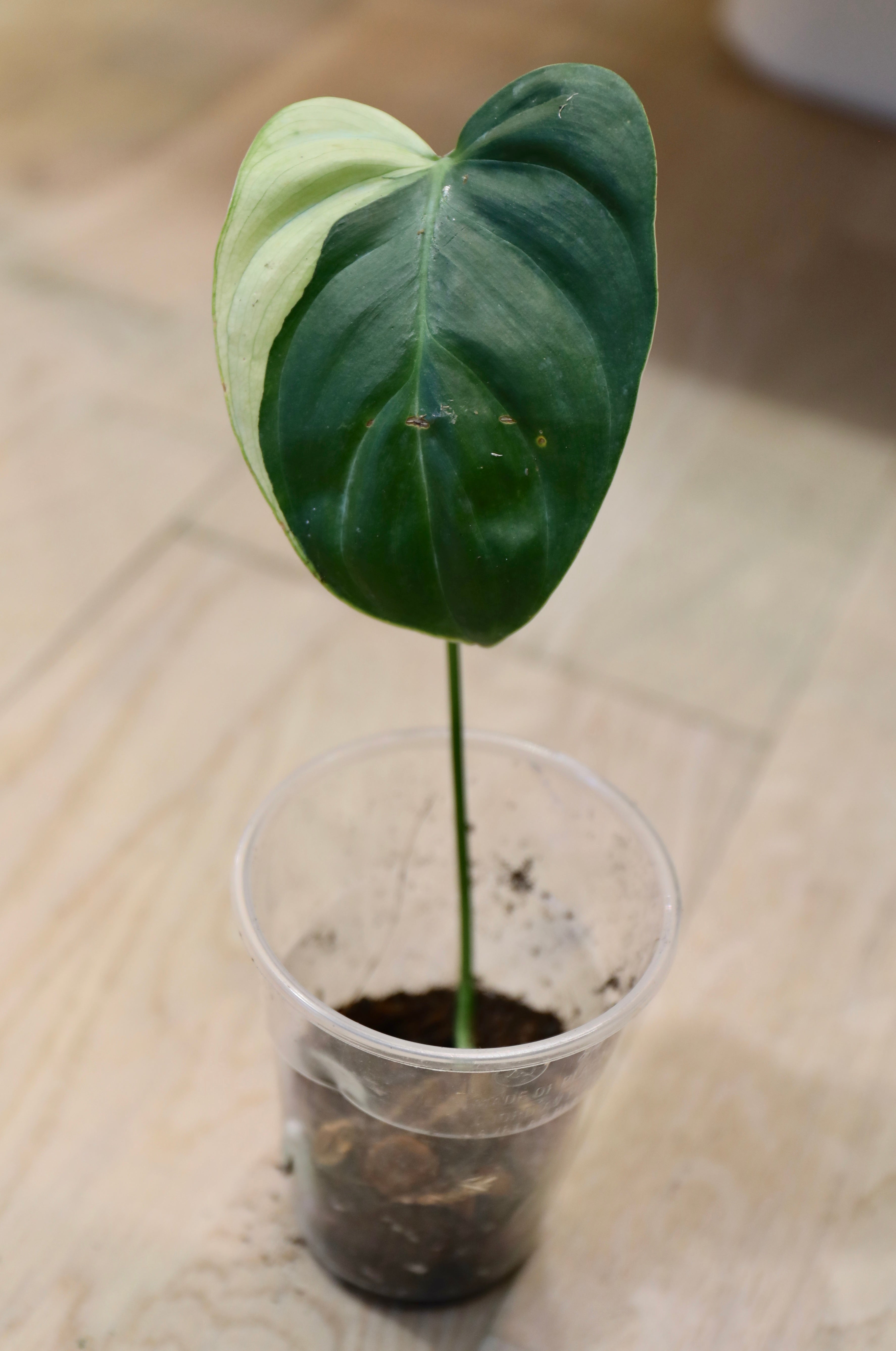 philodendron sp tropicals variegated Philodendron sp tropicals variegata