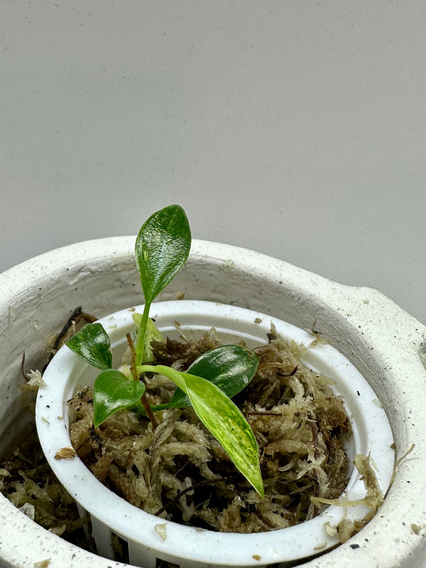 Super rare Philodendron Joepii Variegata