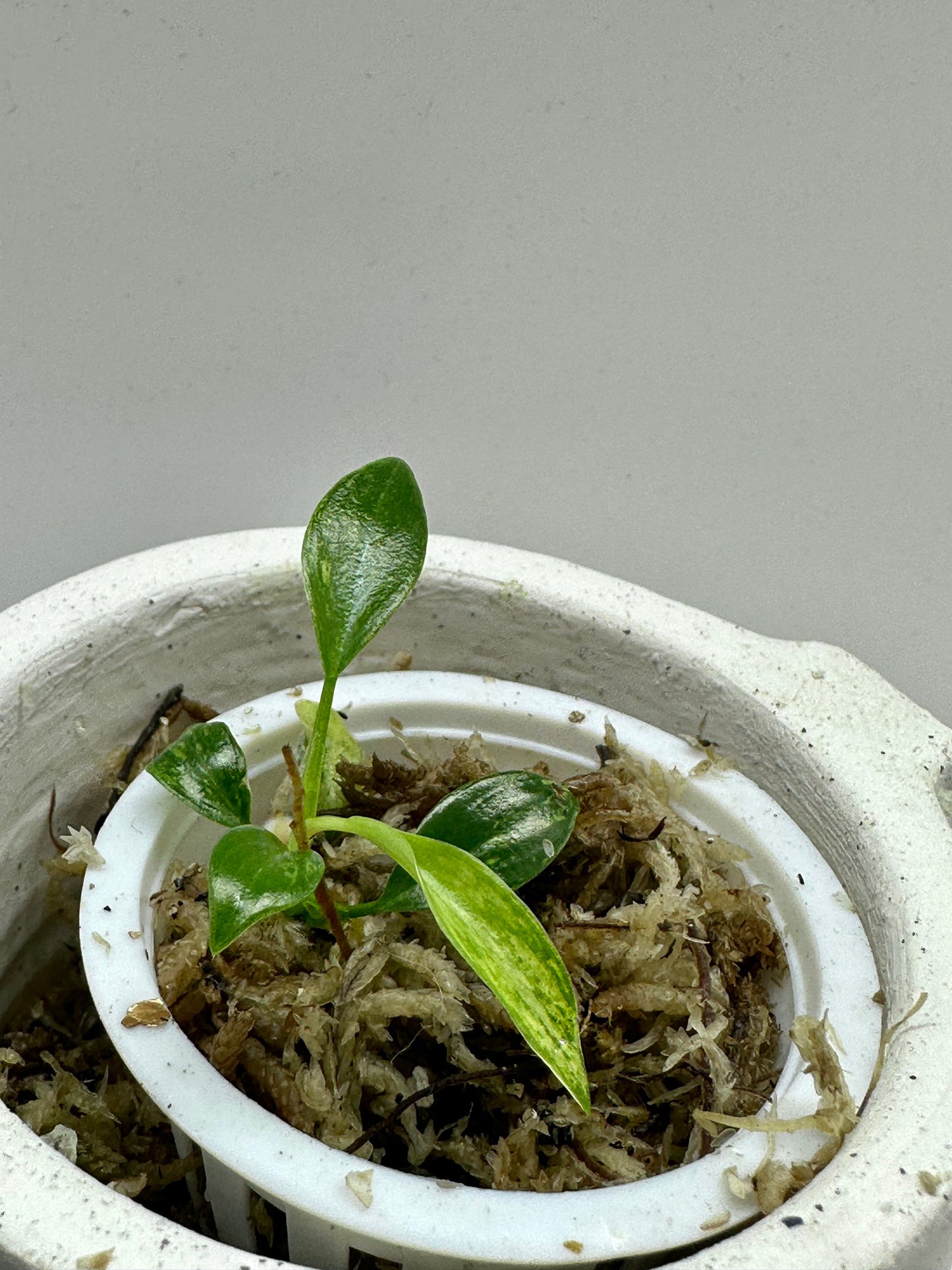 Super rare Philodendron Joepii Variegata