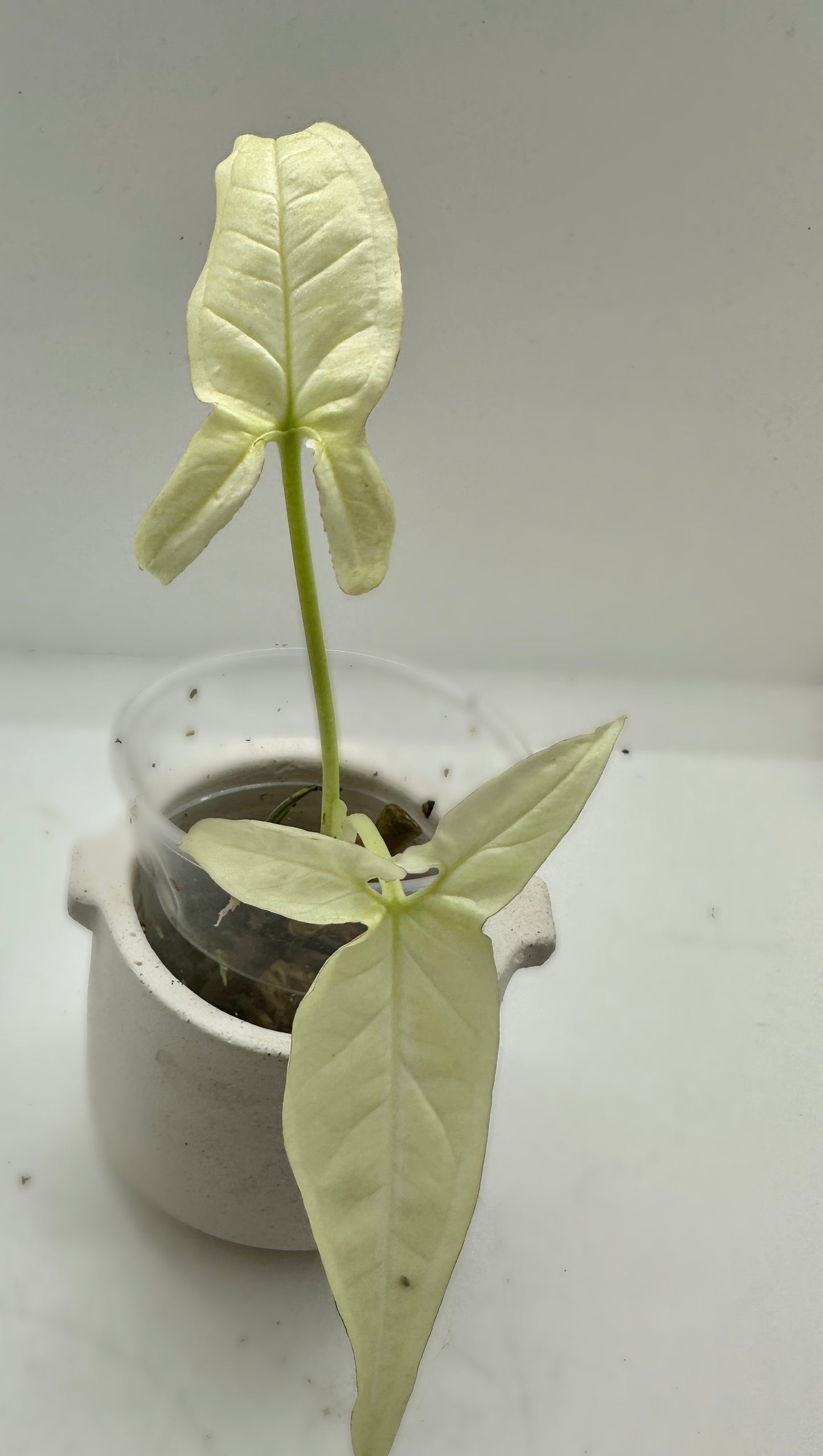 Syngonium Angustatum Variegata