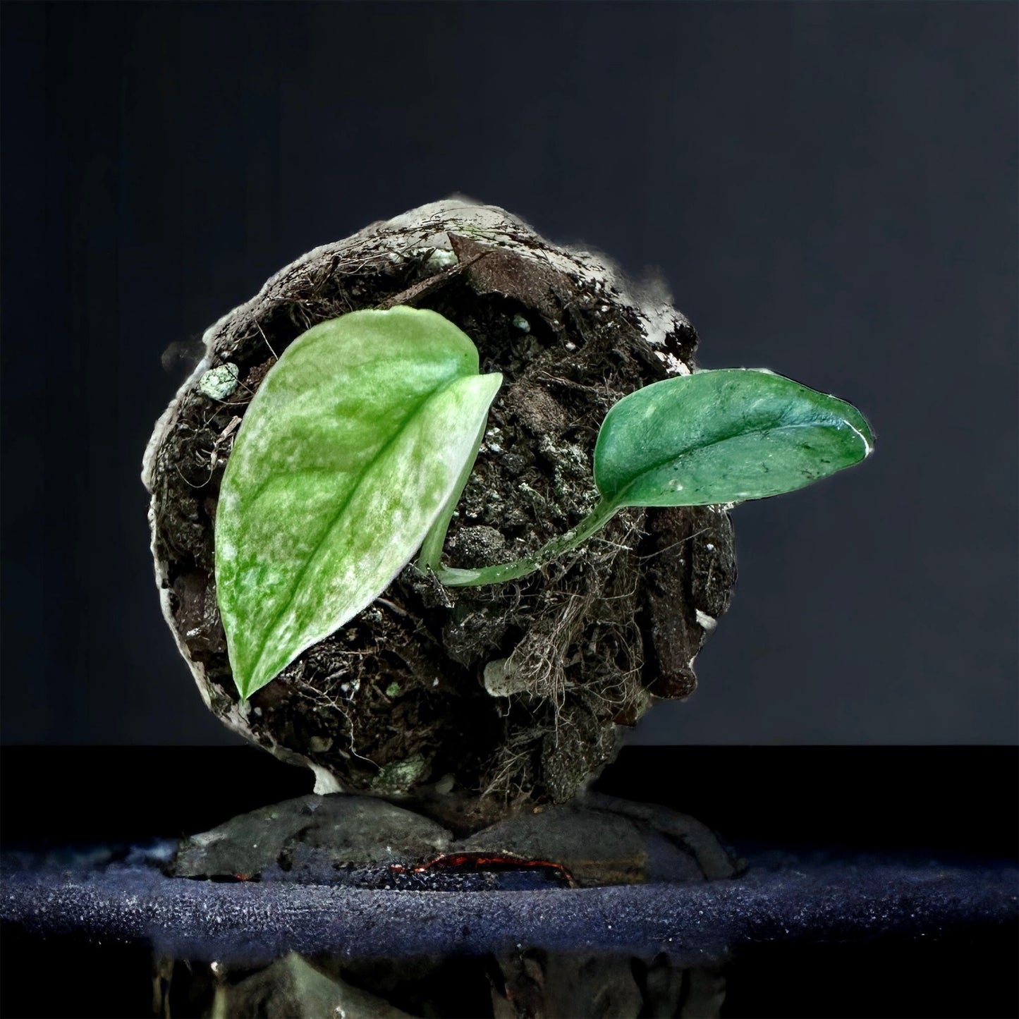 Epipremnum Pinnatum SP Bali Variegata