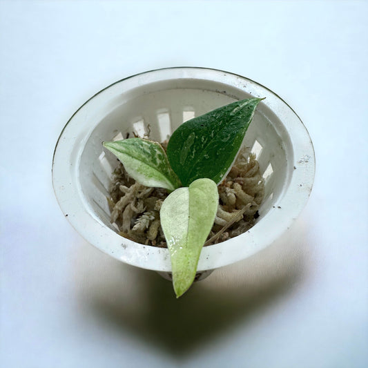 Anthurium clarinervium hybrid variegata