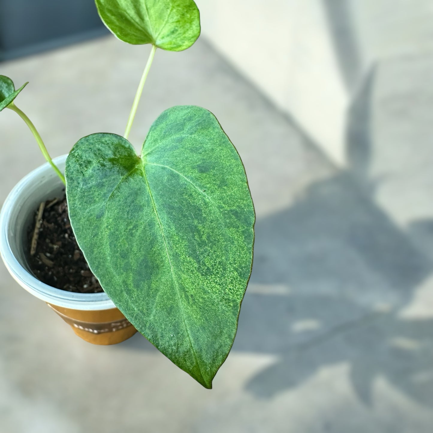 Anthurium papillilaminum x Magnificum variegata
