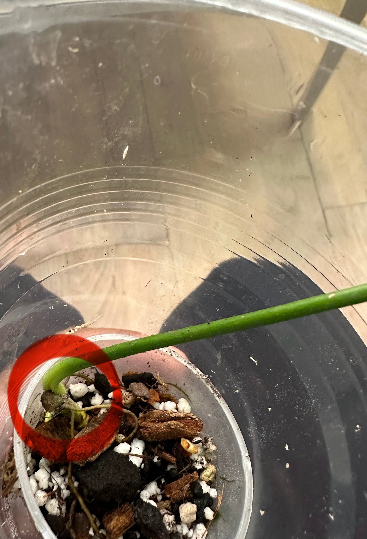 Philodendron sp tropicals variegata