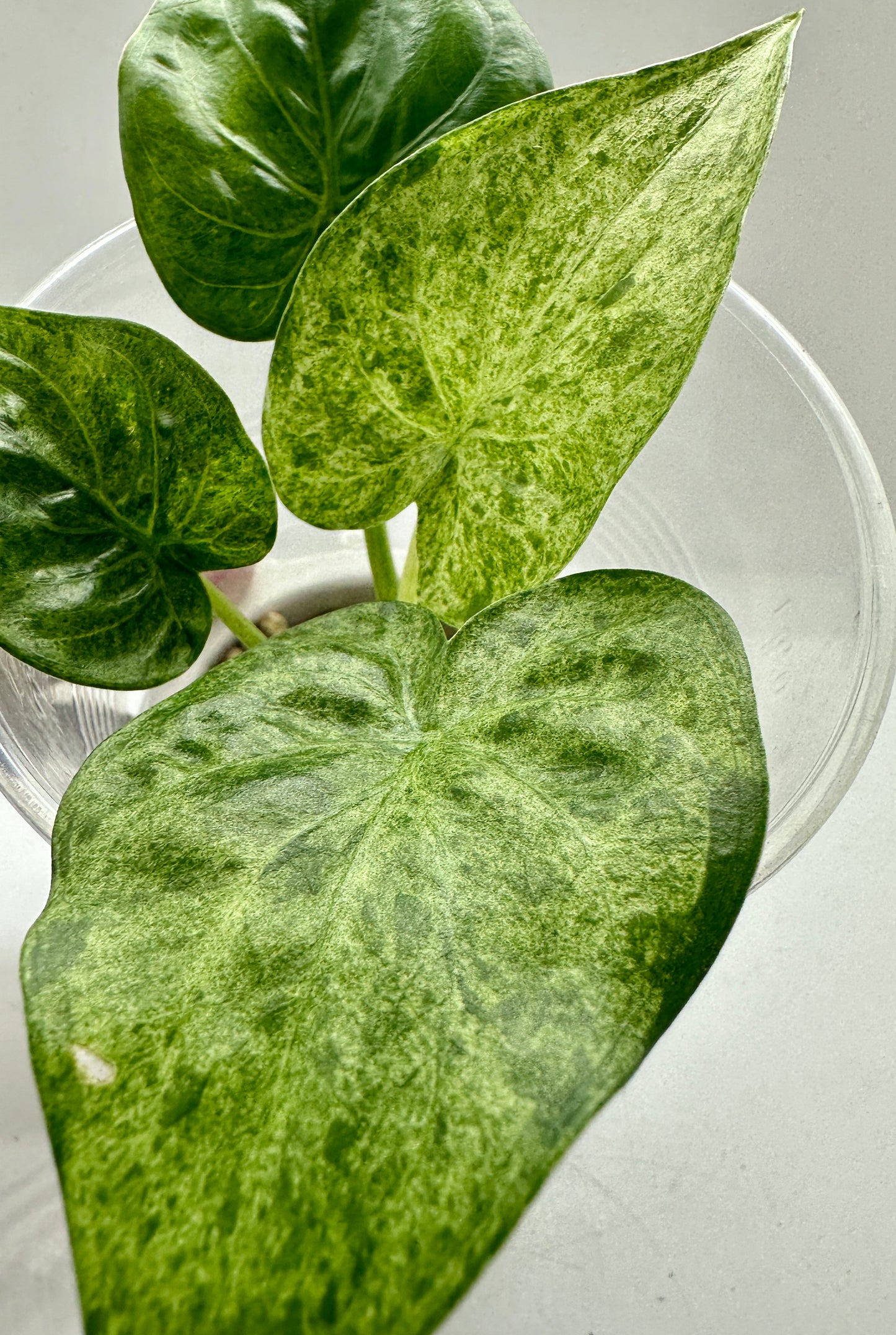 Alocasia calcutta mint variegated
