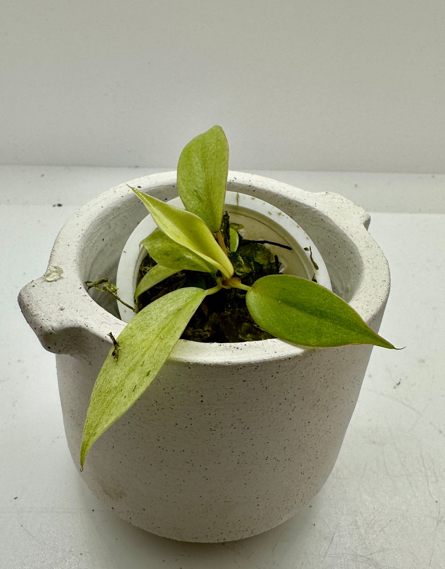 Philodendron snowdrift variegata