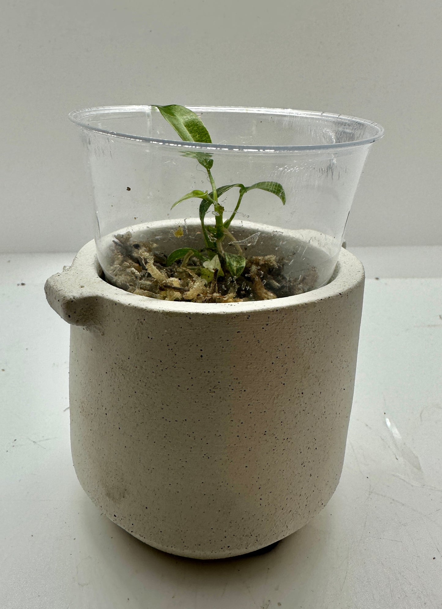 Super rare Philodendron Joepii Variegata