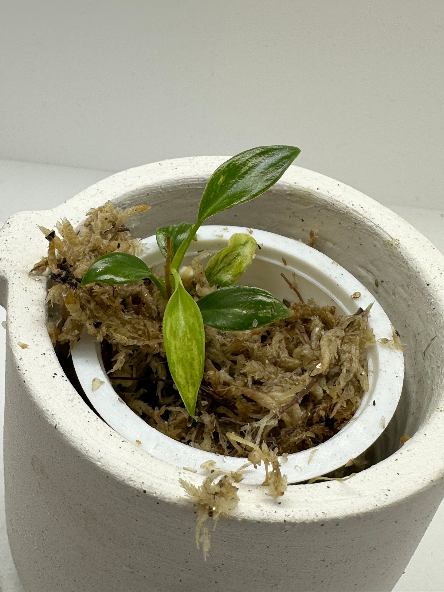 Super rare Philodendron Joepii Variegata