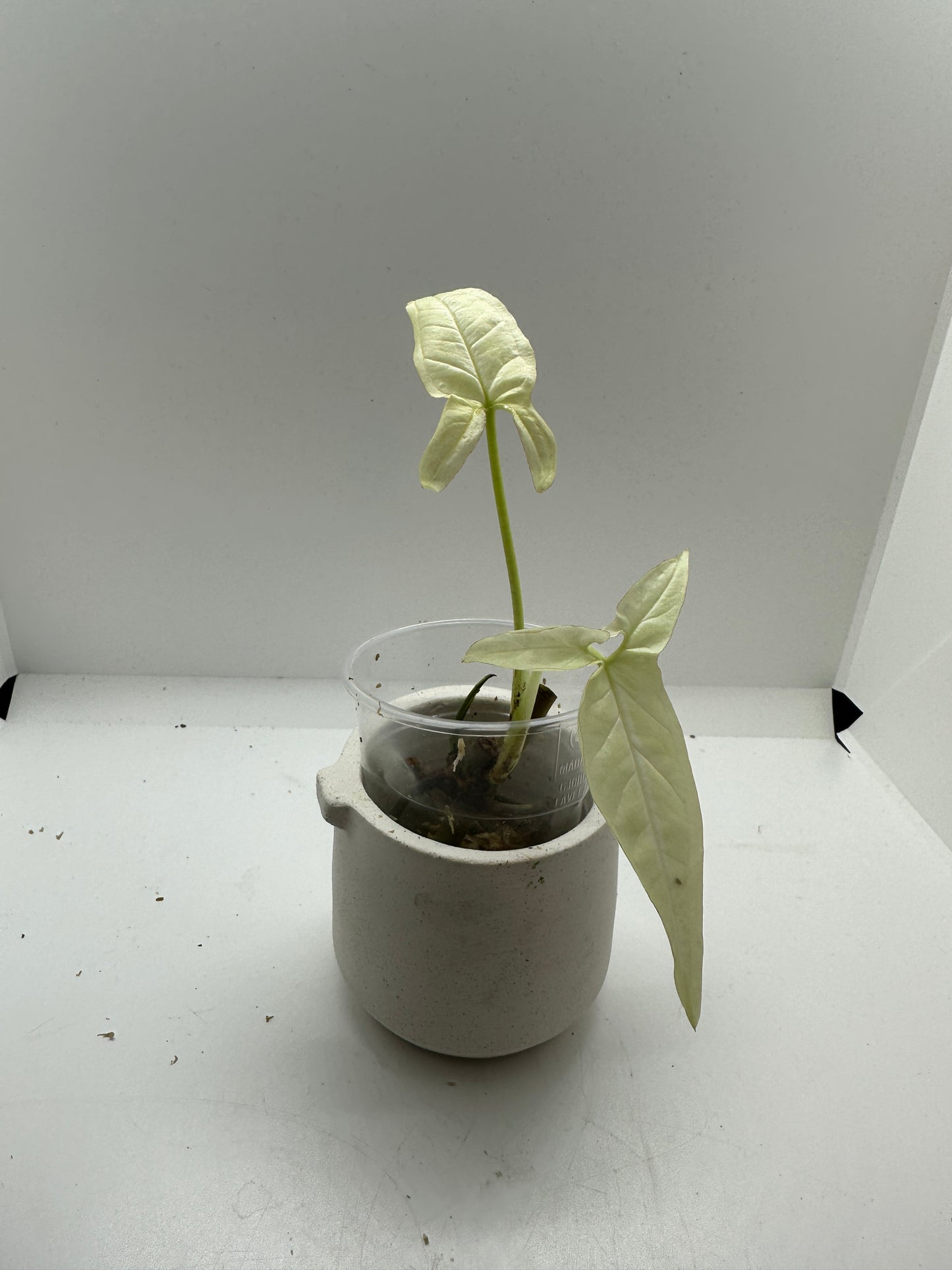 Syngonium Angustatum Variegata