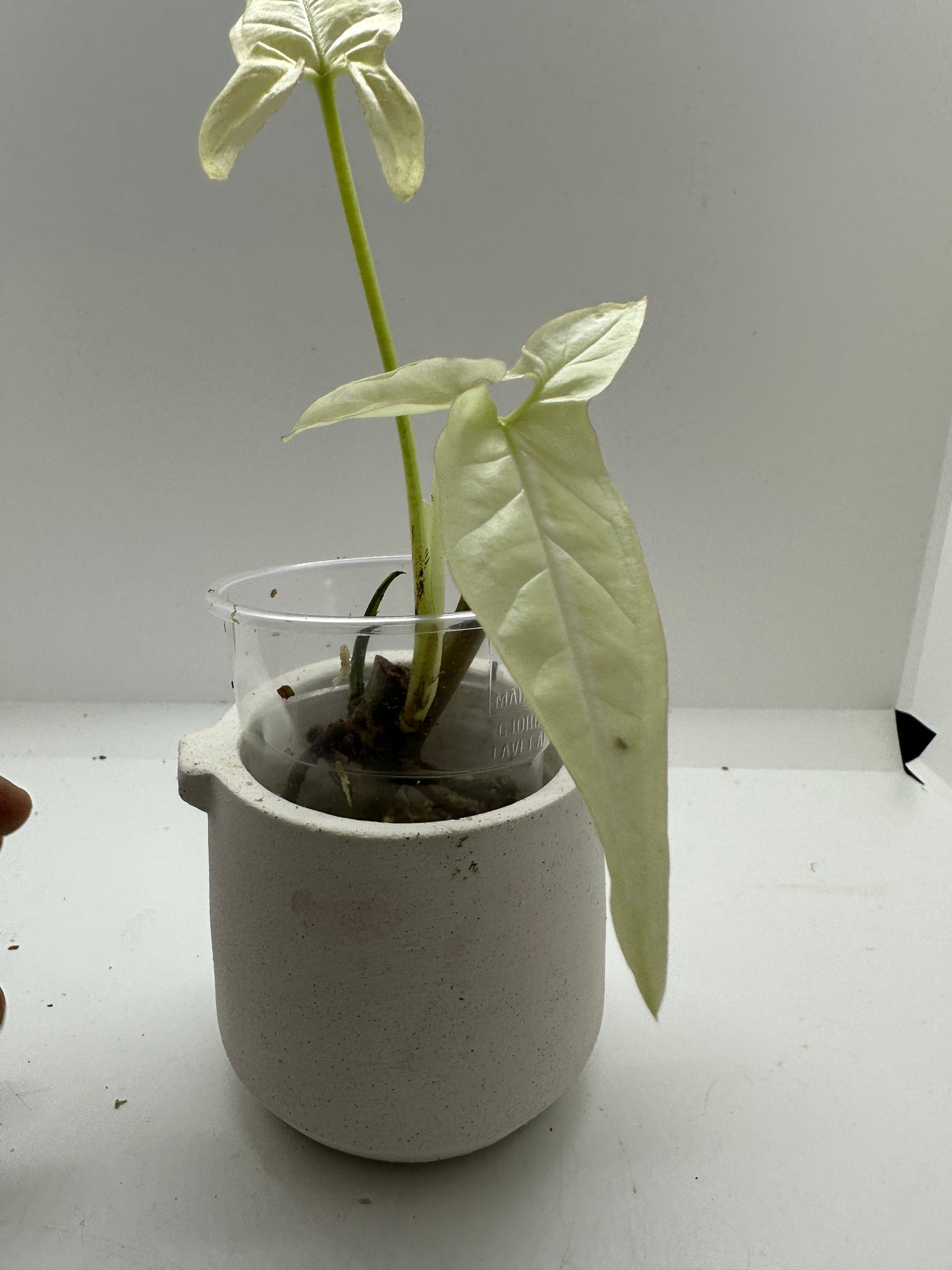 Syngonium Angustatum Variegata