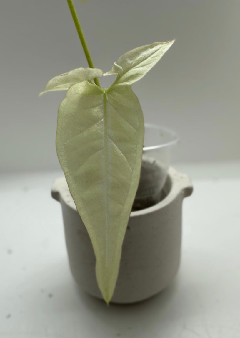 Syngonium Angustatum Variegata