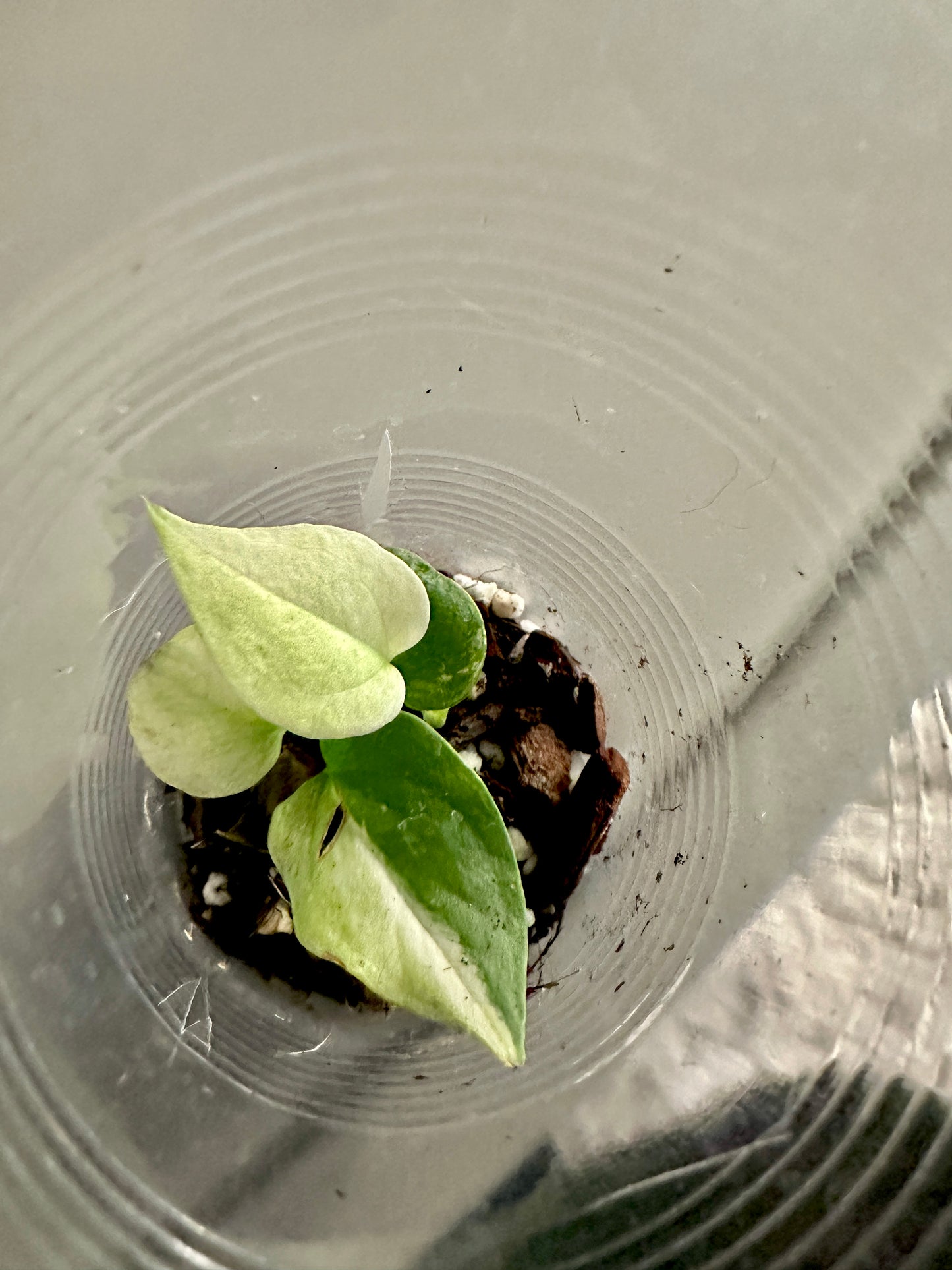 Copy of Anthurium Crystallinum Variegata Hybrid