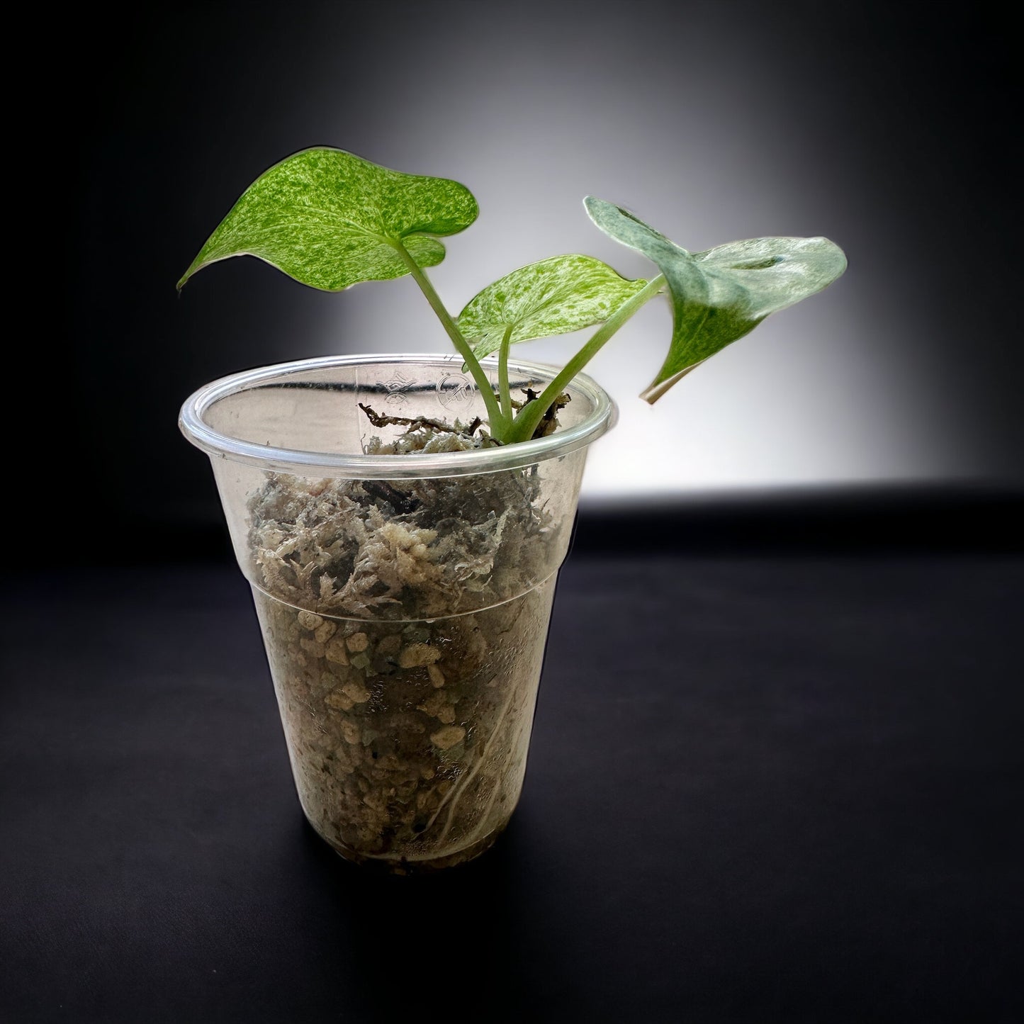 Alocasia cucullata mint variegata