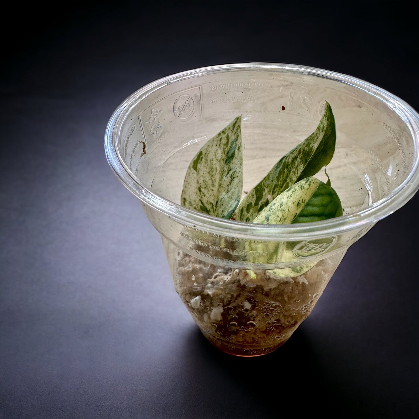 Epipremnum Pinnatum marble Variegata