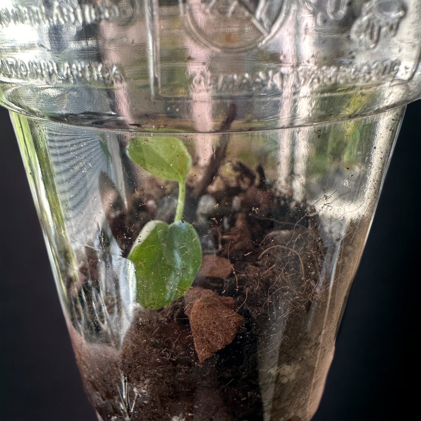 Epipremnum Pinnatum SP Bali Variegata