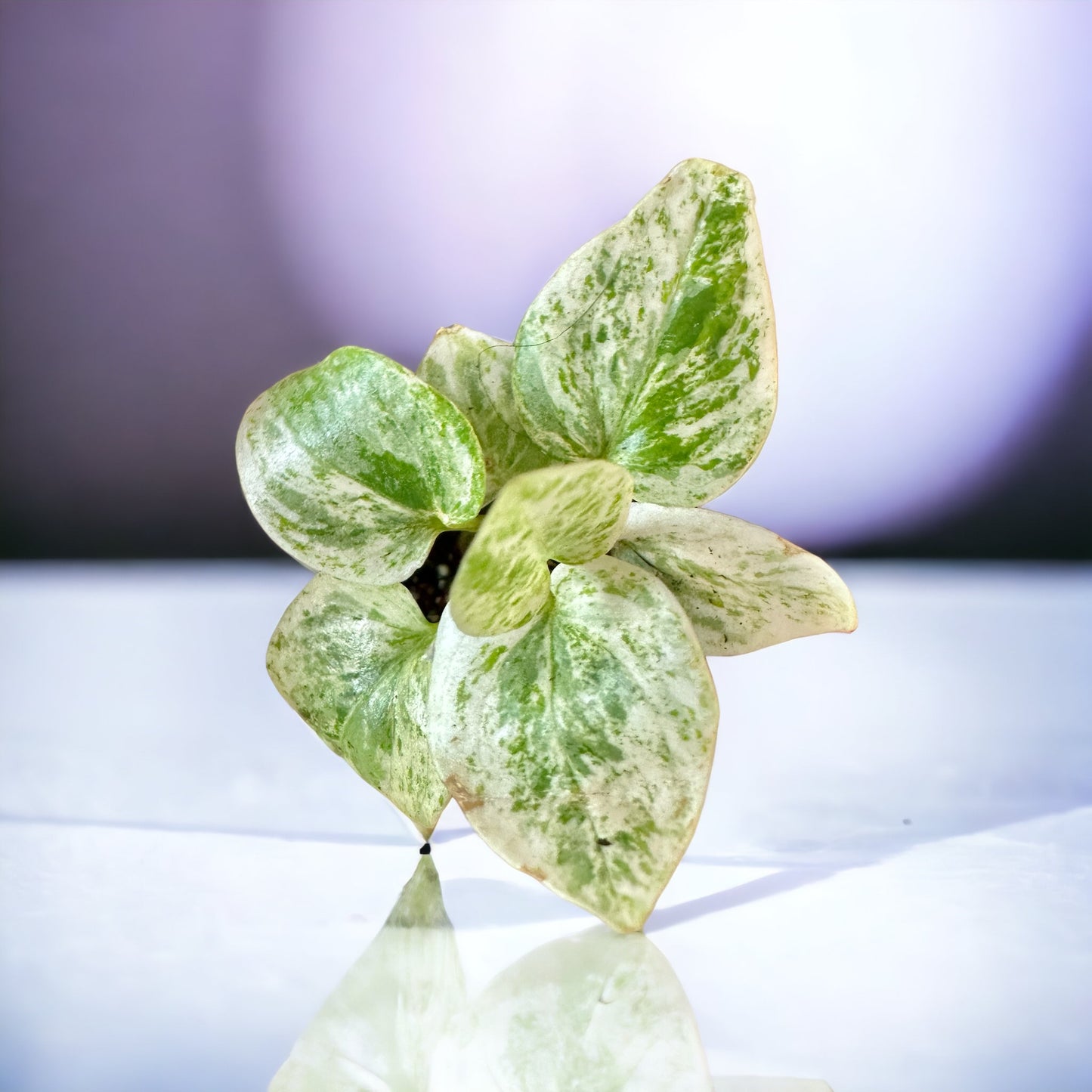 Anthurium Crystallinum Variegata Hybrid