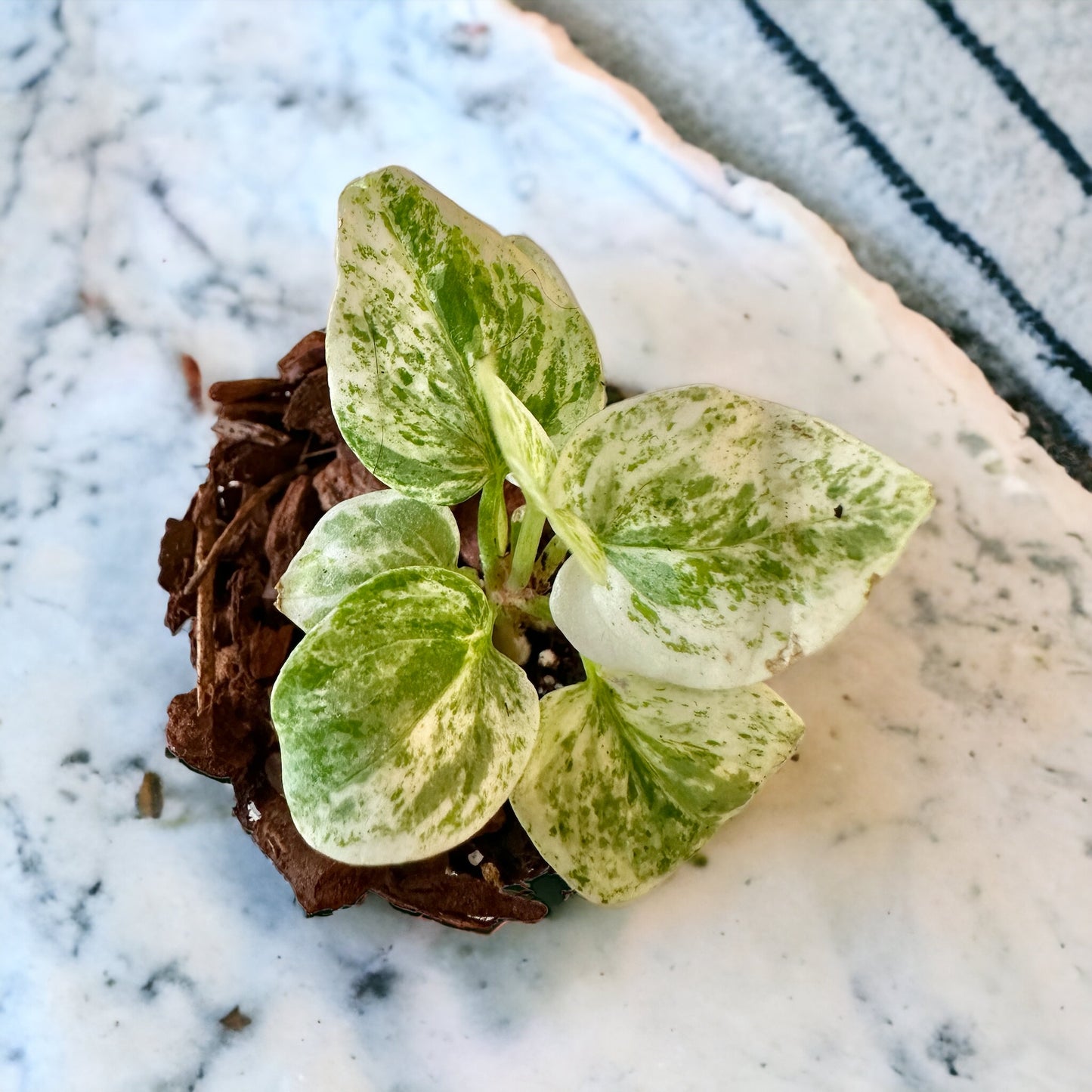 Anthurium Crystallinum Variegata Hybrid