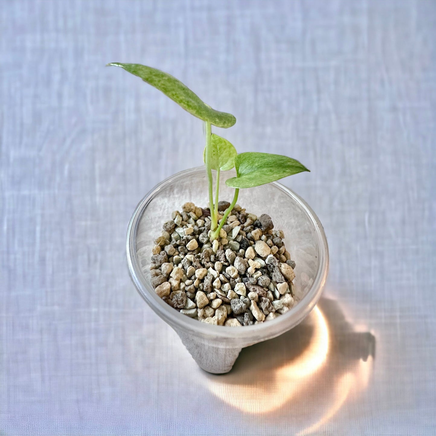 Anthurium Crystallinum Dorayaki Variegata hybrid