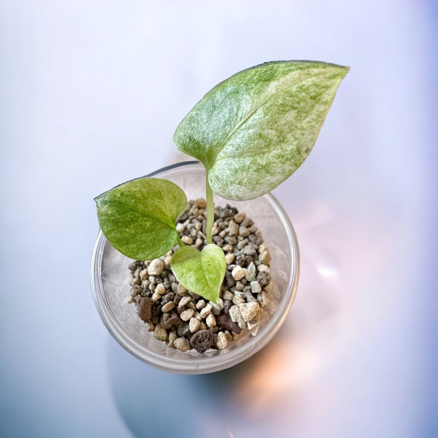 Anthurium Crystallinum Dorayaki Variegata hybrid