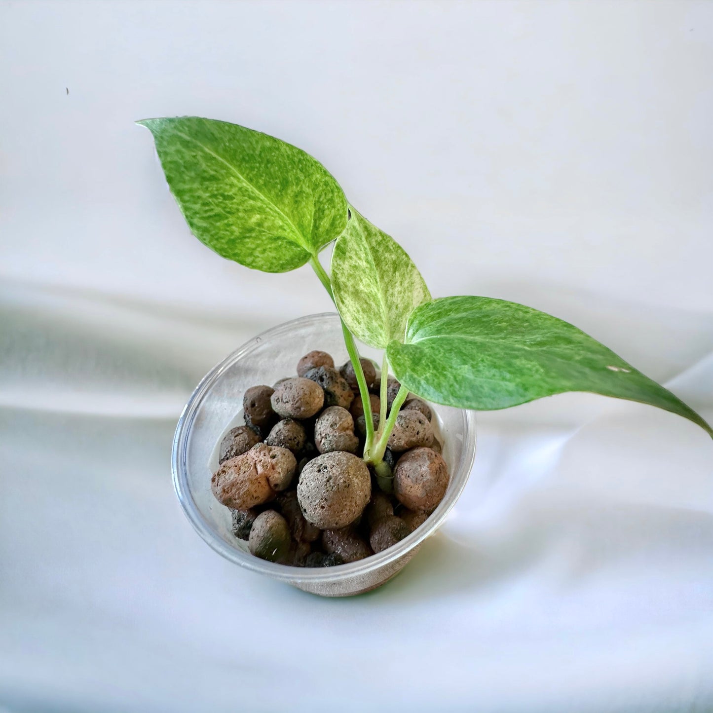 Variegated Anthurium Variegata Renaissance x Black dragon