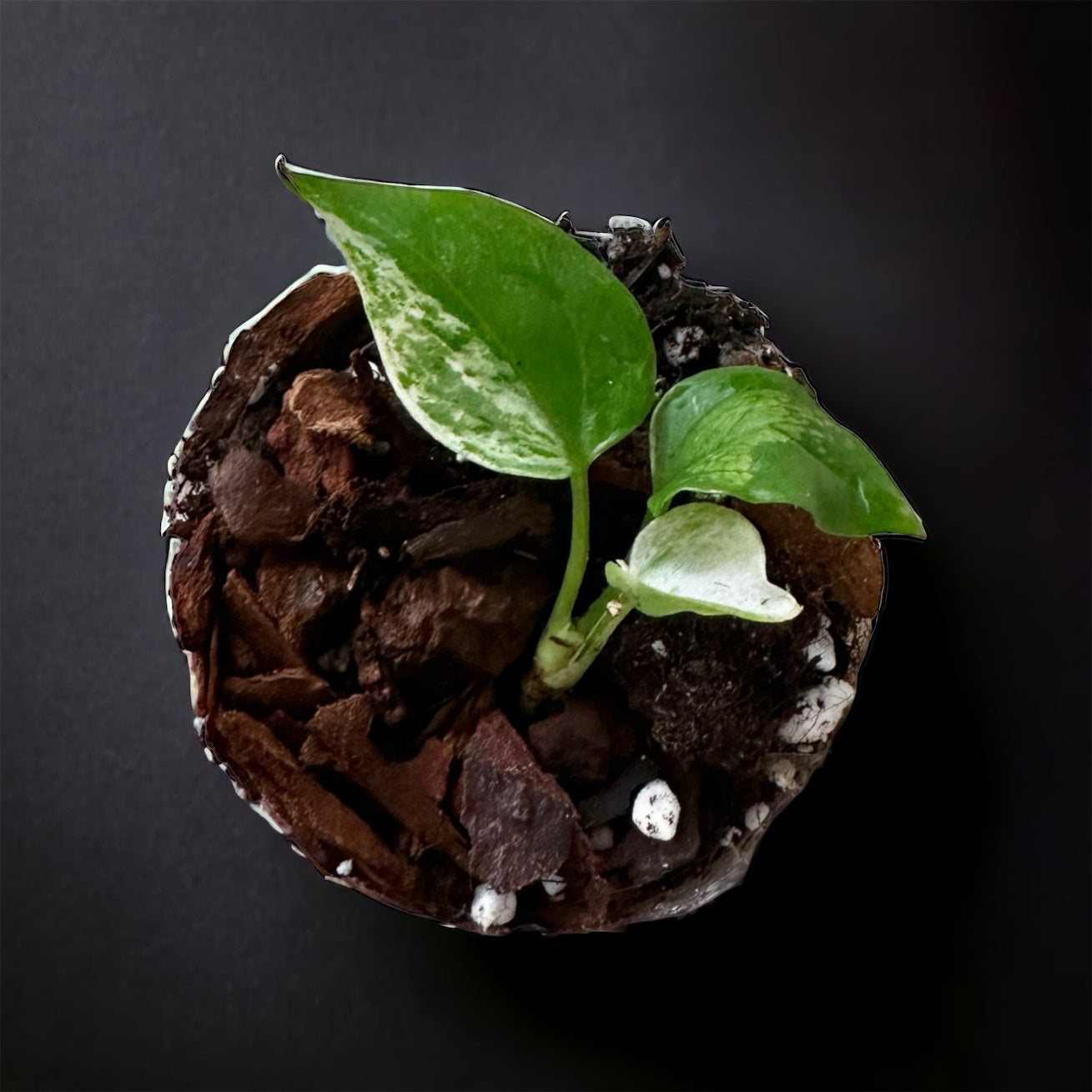 Anthurium Crystallinum Variegata Hybrid