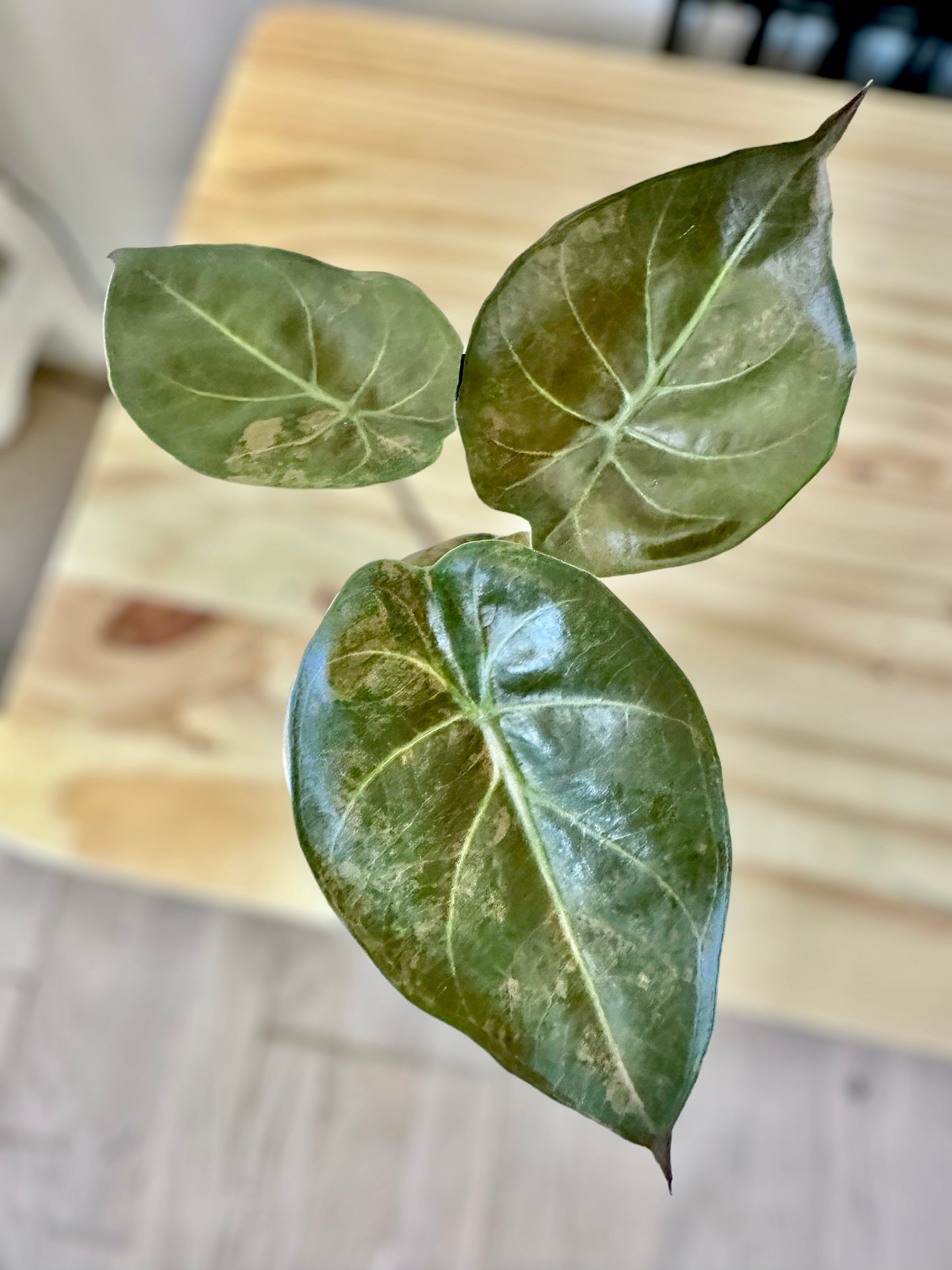 Alocasia Wentii sunset variegata