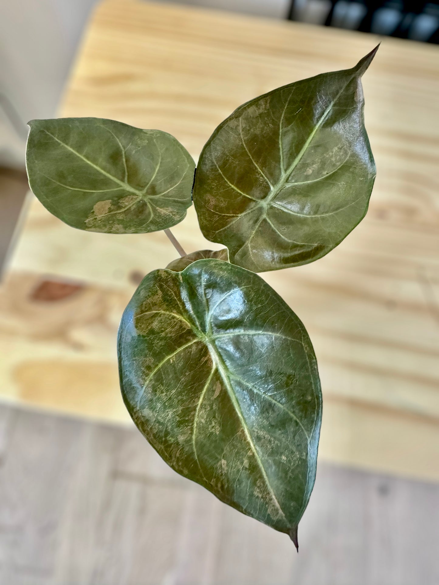 Alocasia Wentii sunset variegata