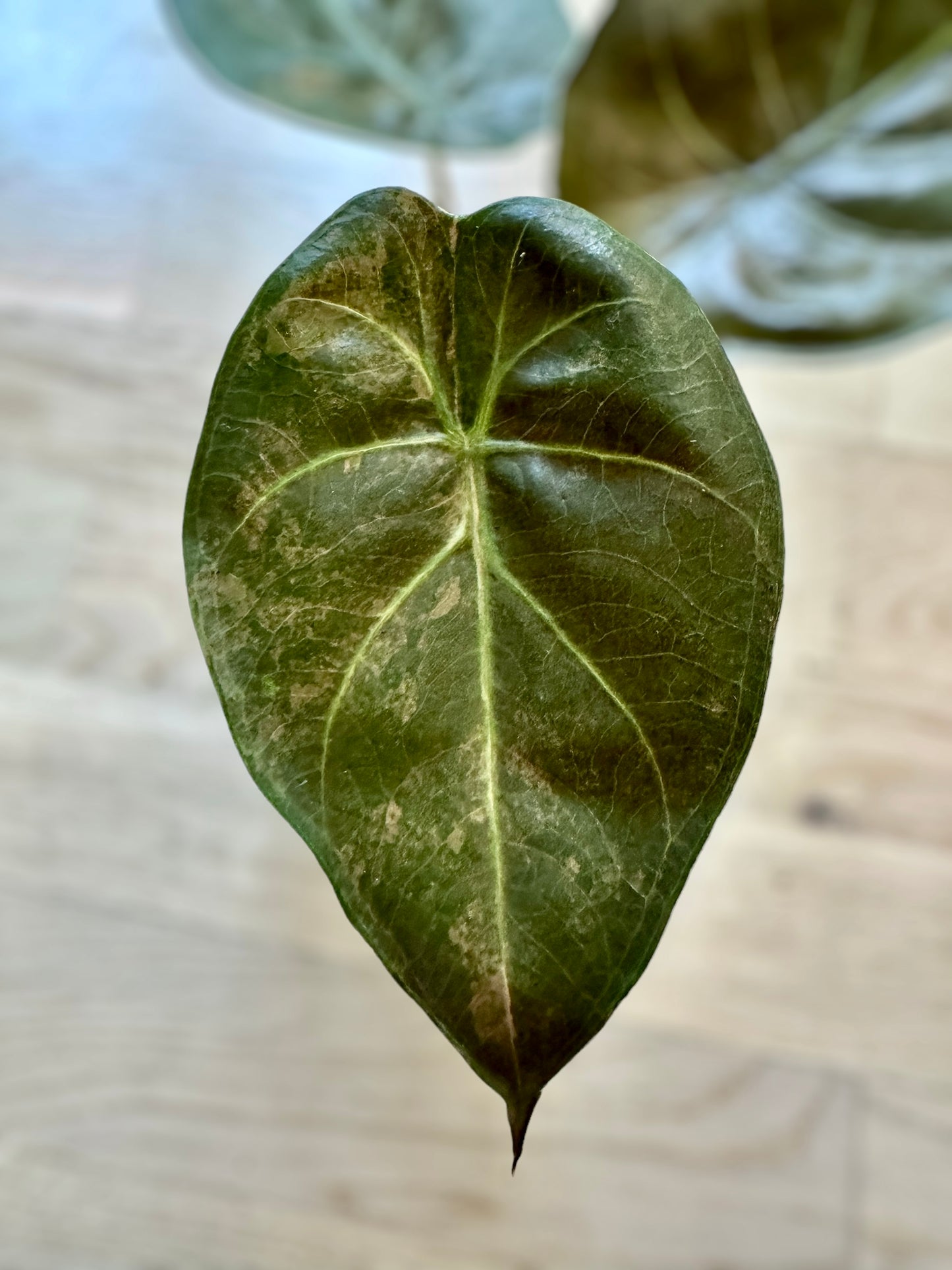 Alocasia Wentii sunset variegata