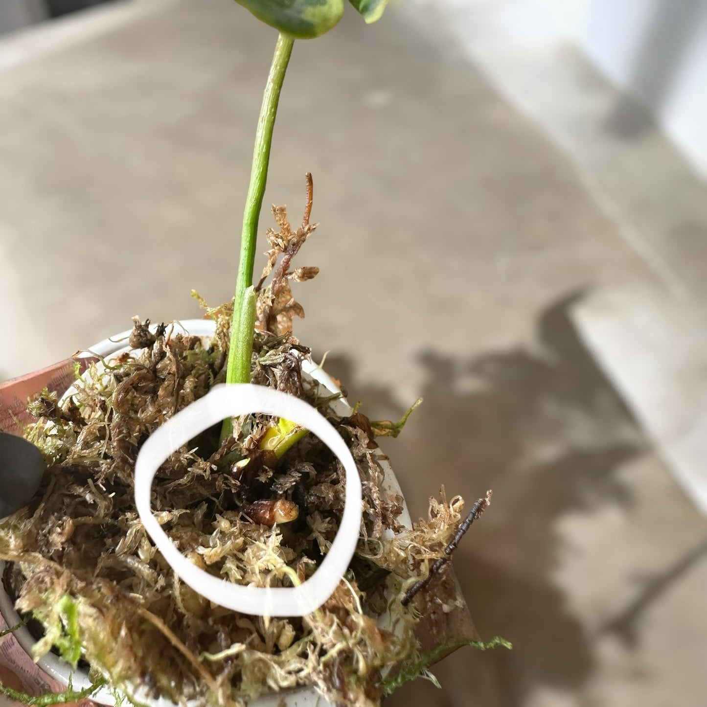 Philodendron nangaritense variegated