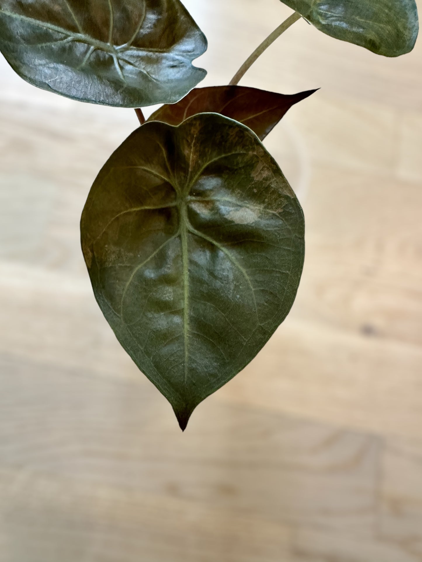 Alocasia Wentii sunset variegata