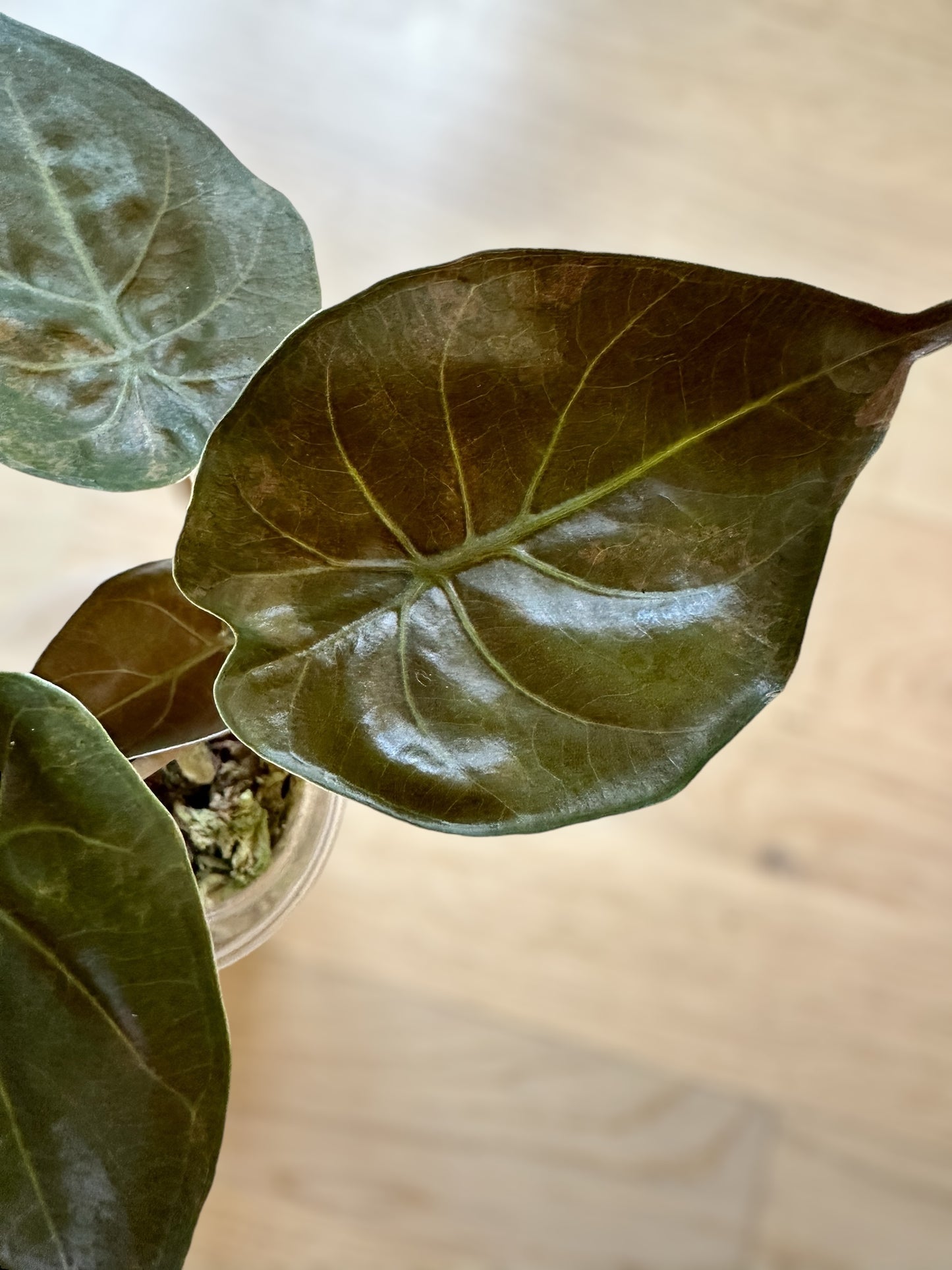 Alocasia Wentii sunset variegata
