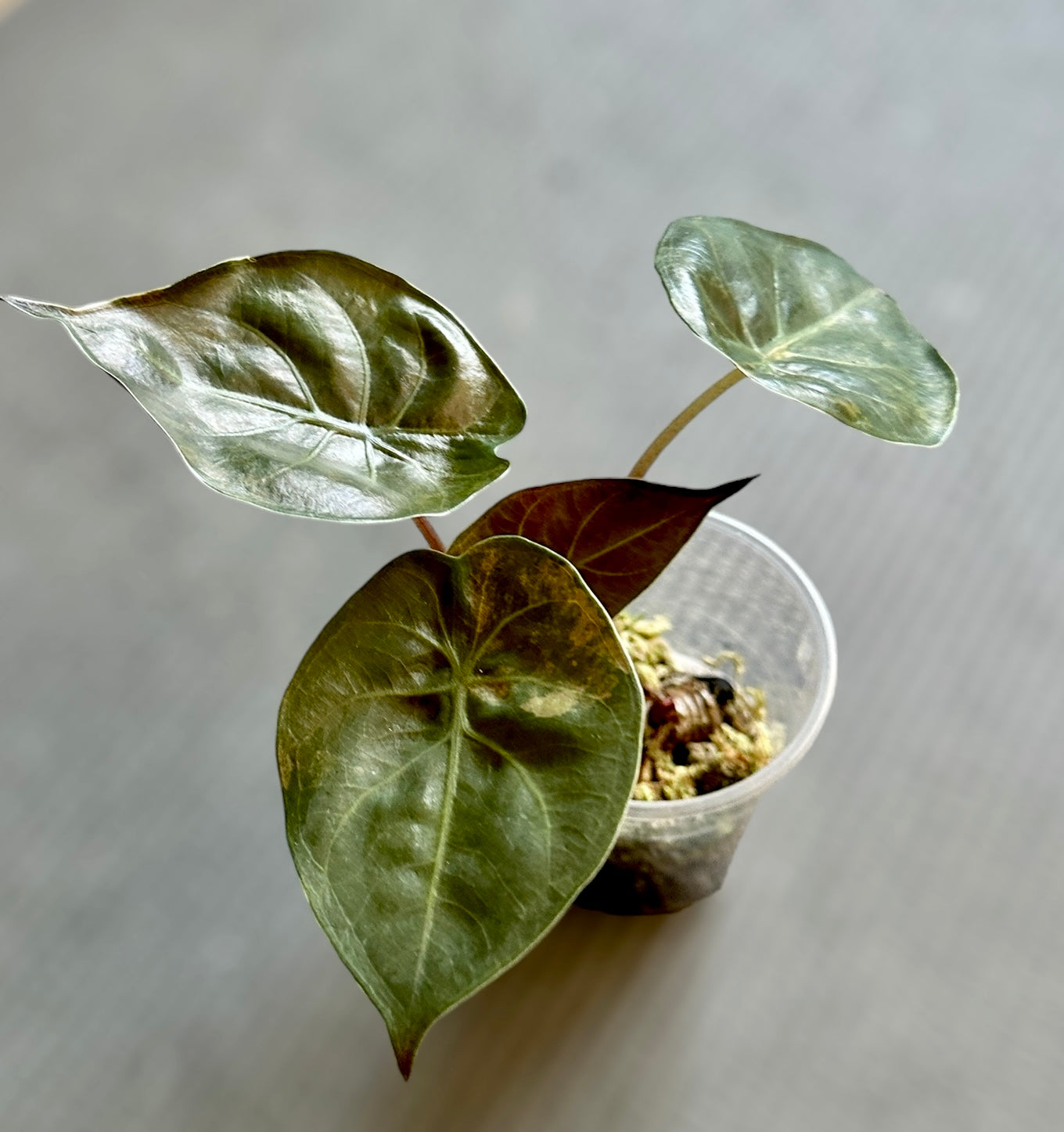 Alocasia Wentii sunset variegata