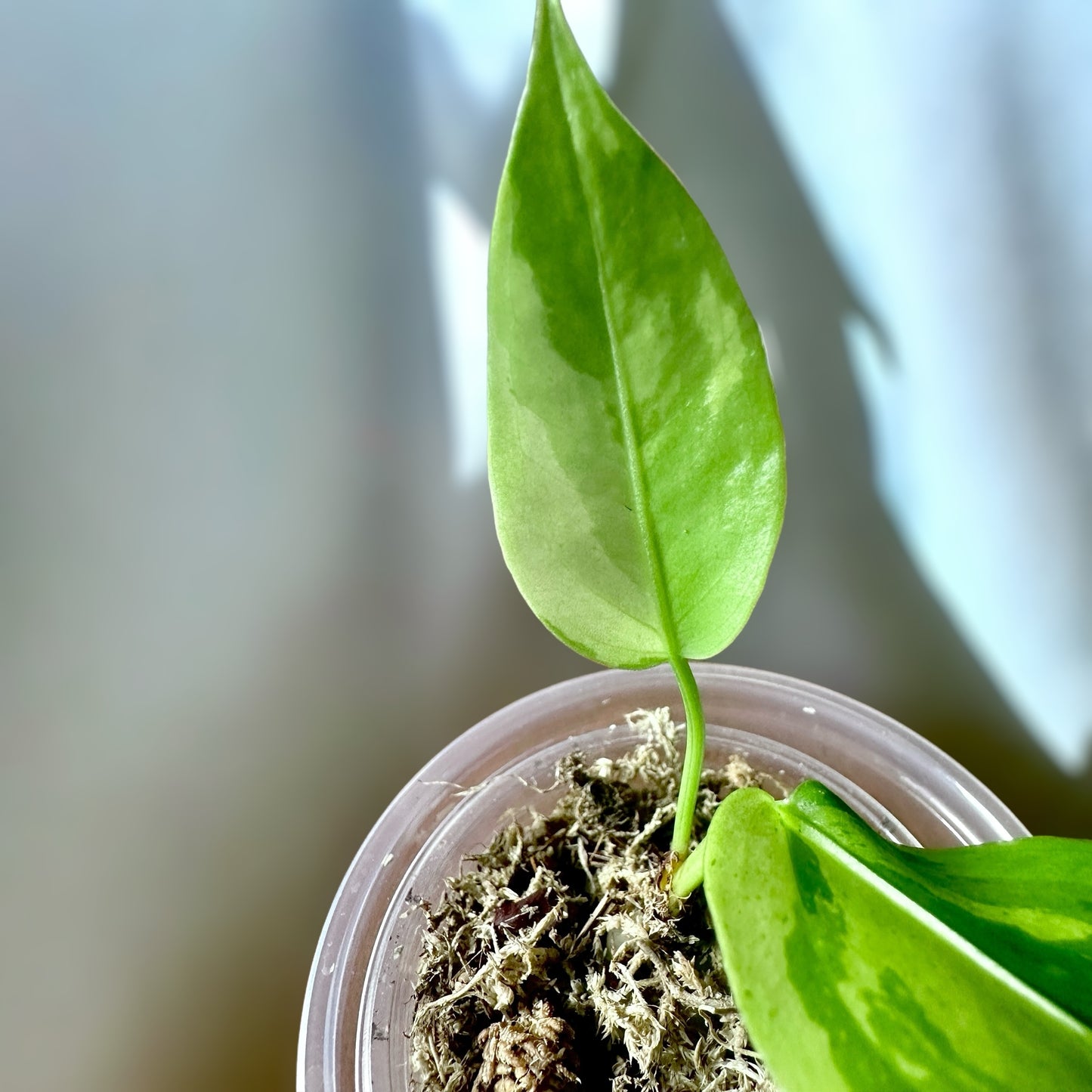 Anthurium Sirih Hybrid Aurea Variegata