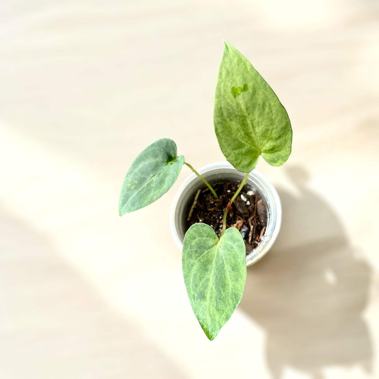 Anthurium papillilaminum x Magnificum variegata