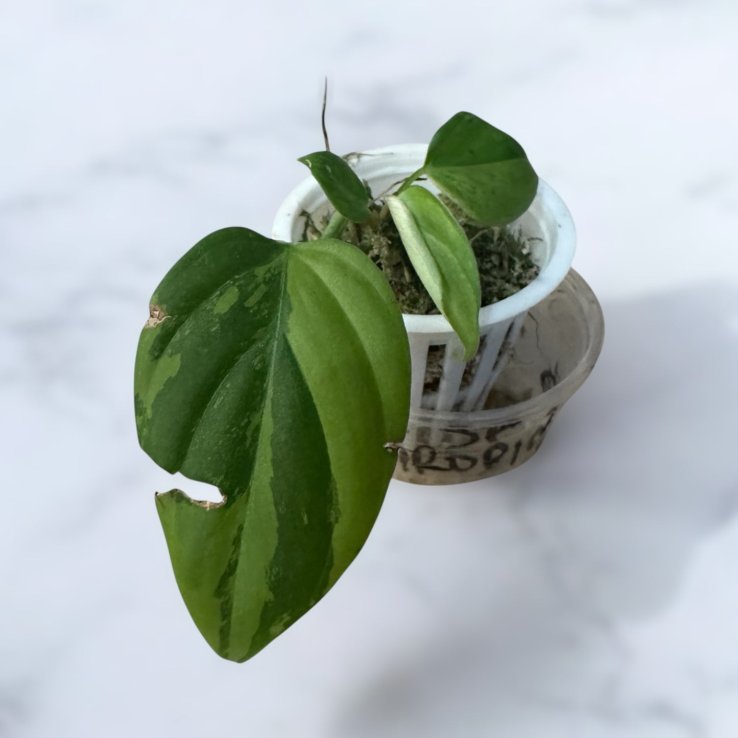 Philodendron nangaritense variegated (fuzzy petiole)