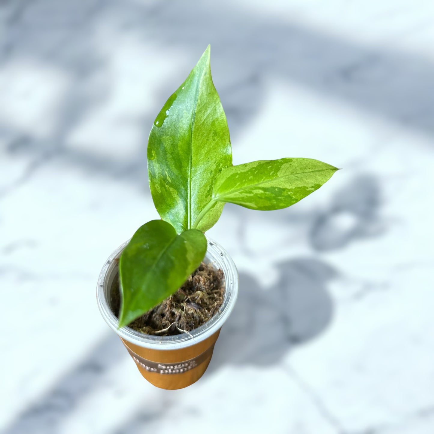 Anthurium Sirih Hybrid Aurea Variegata