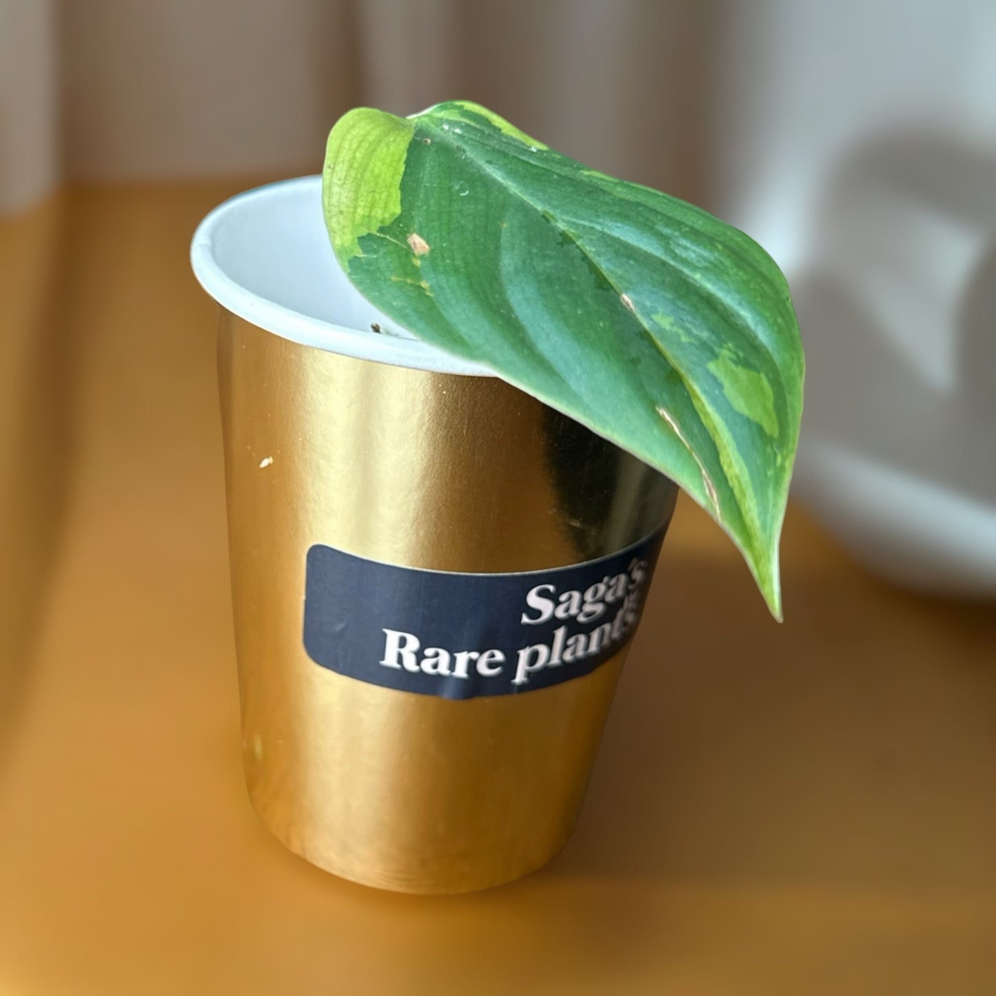 Philodendron nangaritense variegated