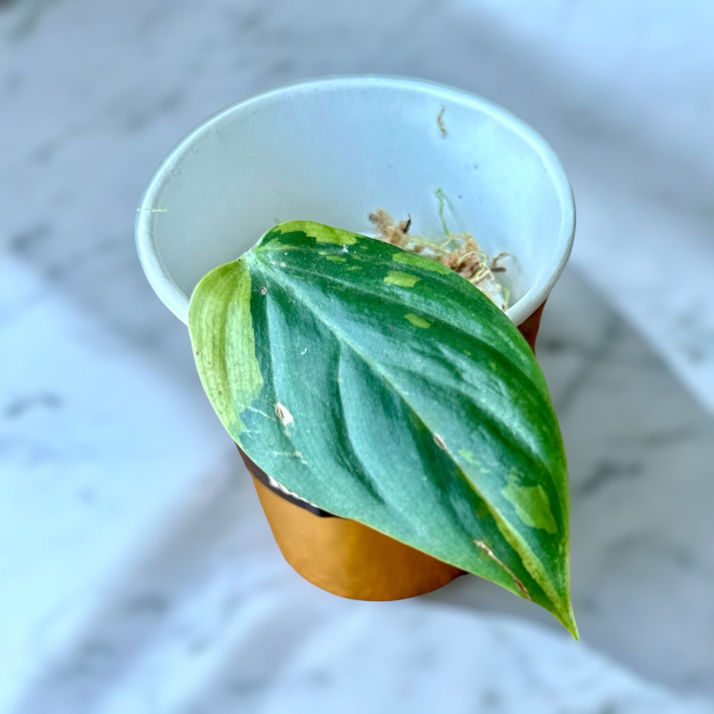 Philodendron nangaritense variegated