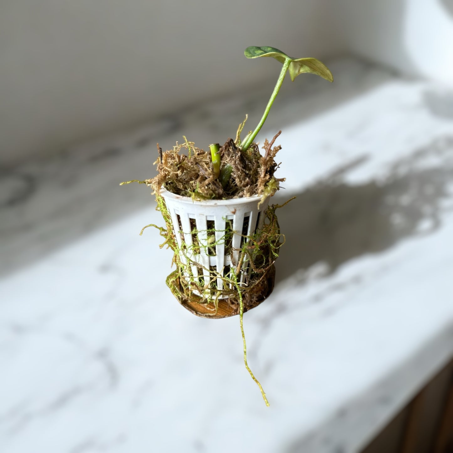 Philodendron nangaritense variegated