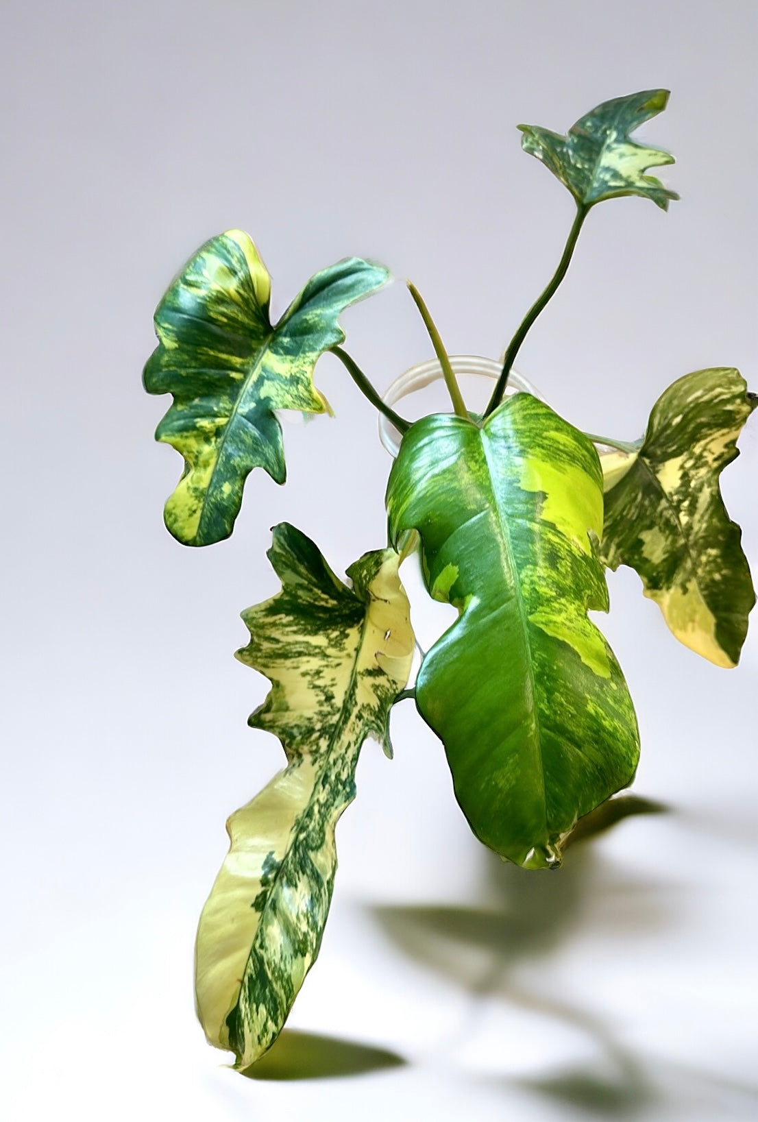philodendron mayoi variegata Philodendron Mayoi x Florida beauty hybrid Variegata cuttings! (more t – Sagas Rare Plants