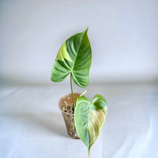 large leaf variegated philodendron Philodendron SP Tropicals variegata – Sagas Rare Plants