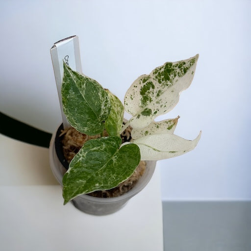 Anthurium Brownii hybrid variegata