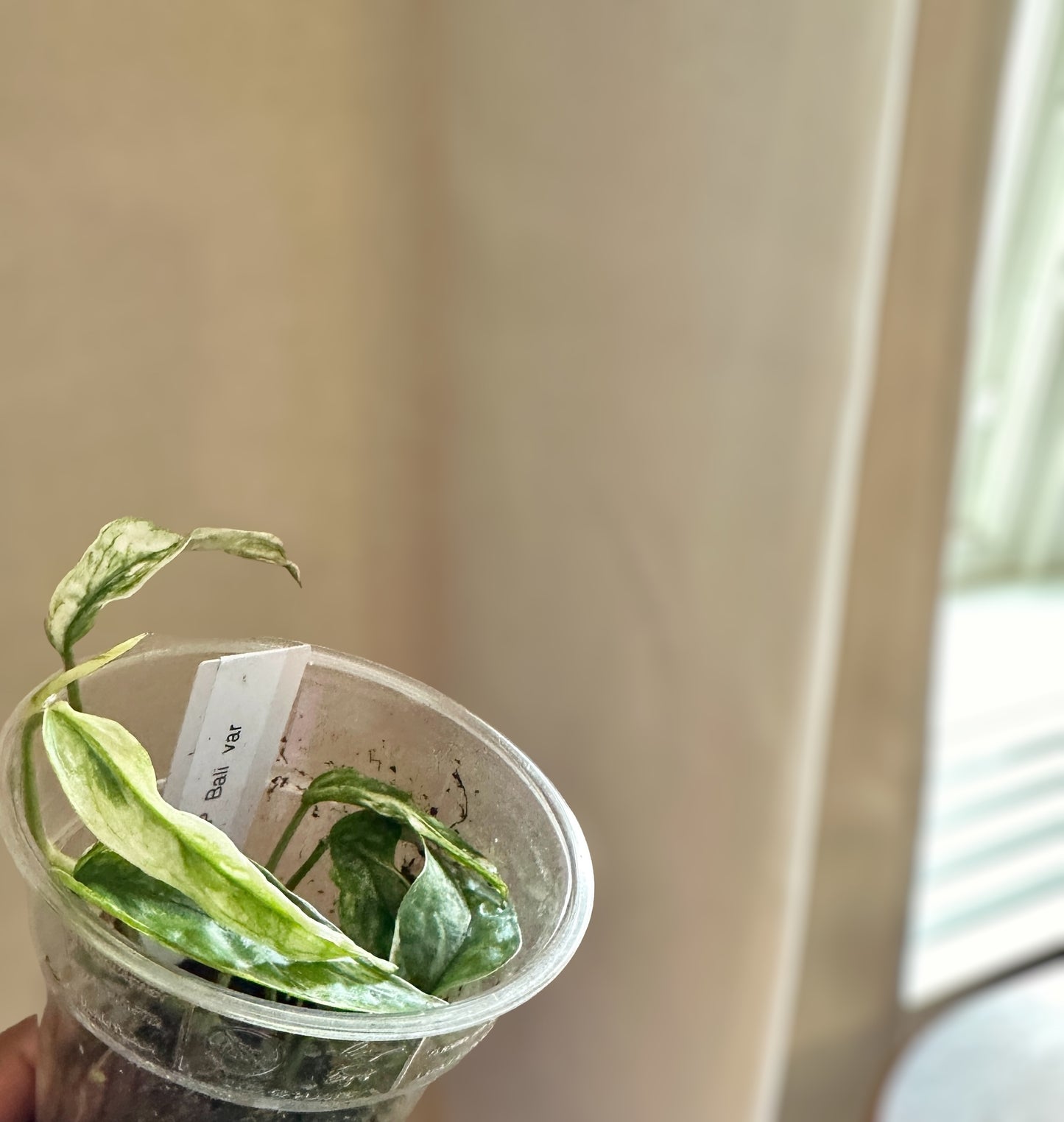 Epipremnum Hanoman SP Bali variegated