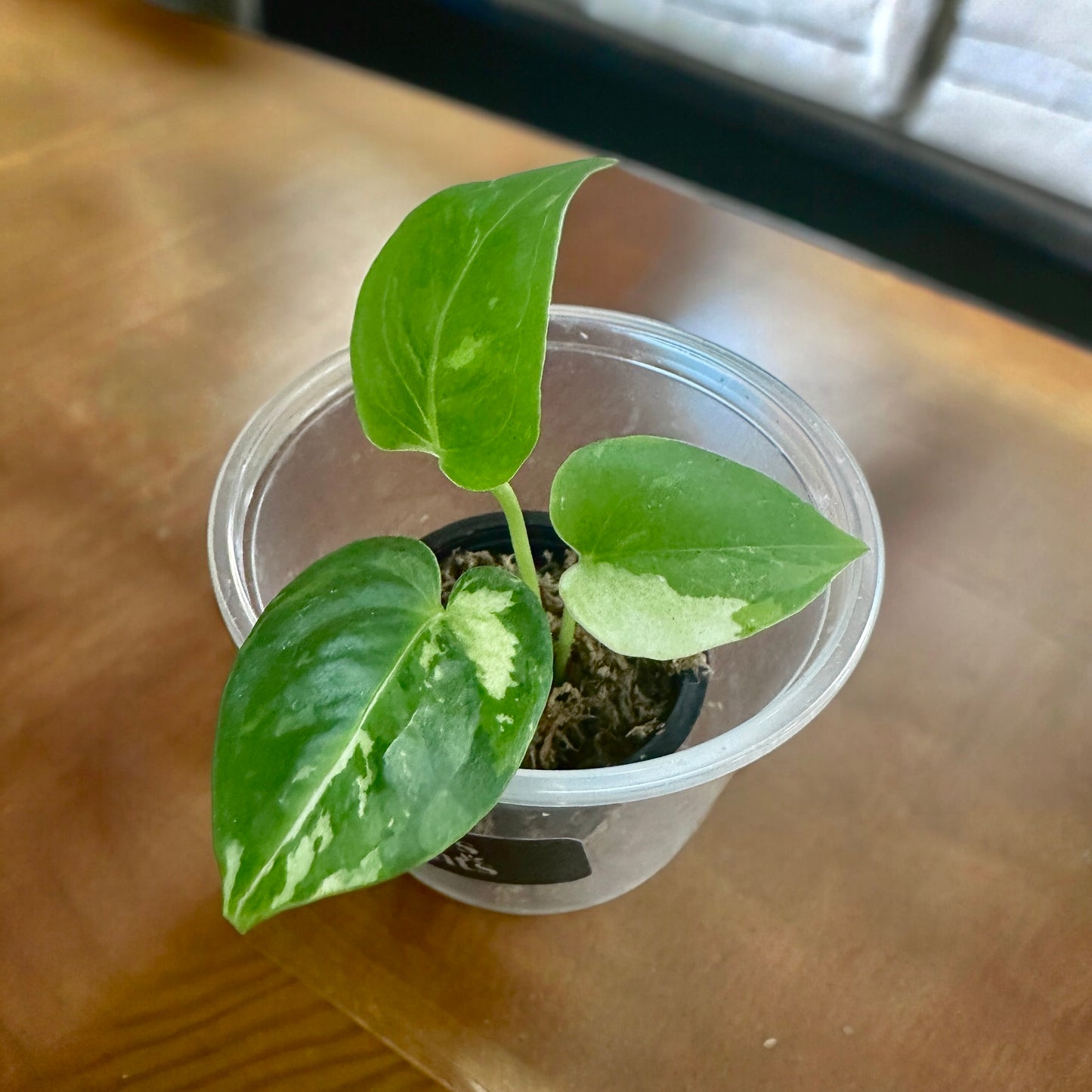 Anthurium Dorayaki hybrid variegata