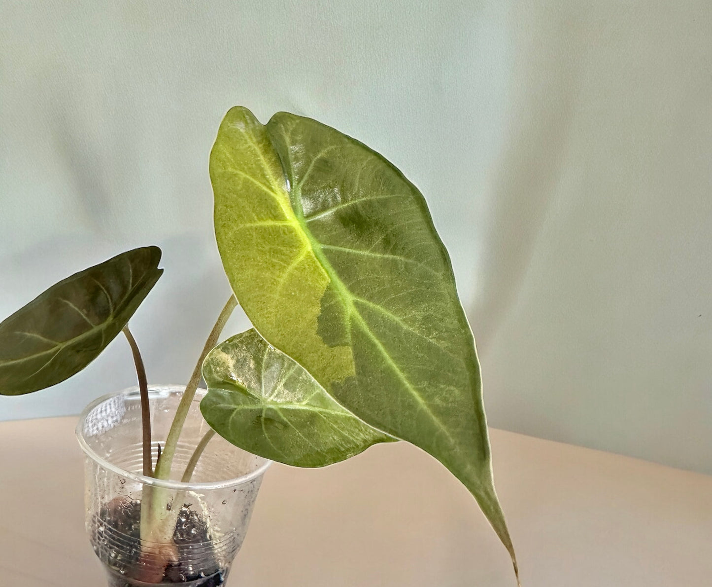 Alocasia Wentii sunset variegata