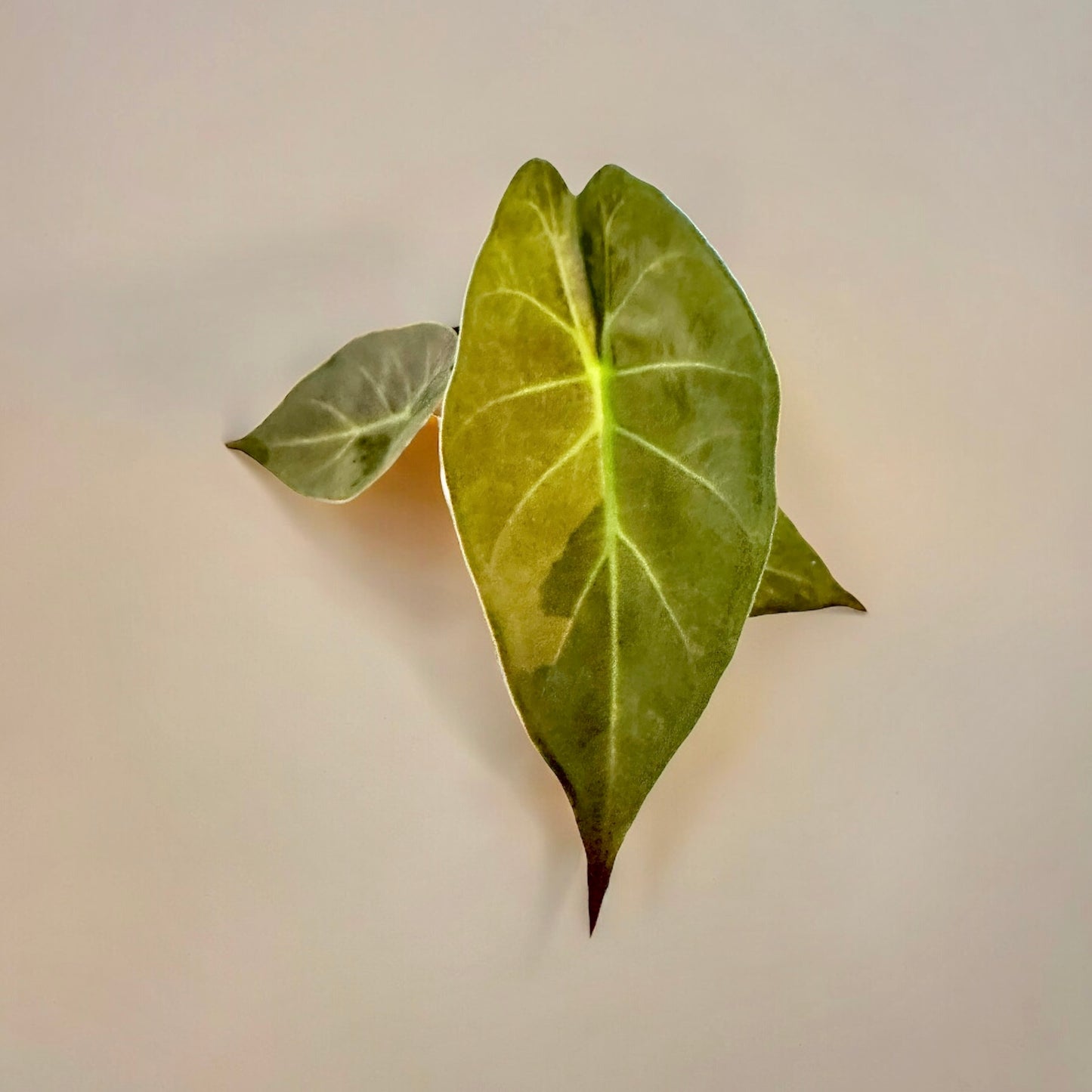 Alocasia Wentii sunset variegata