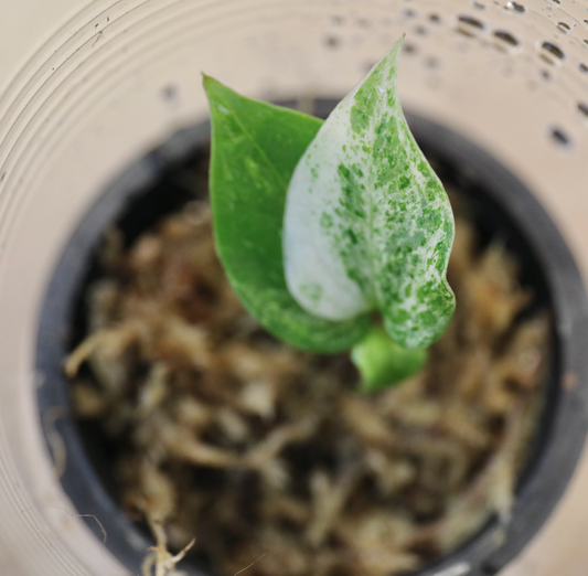 Several Anthurium Clarivernium Variegata Available!