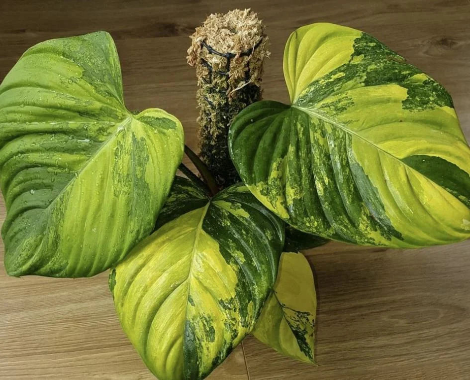 philodendron rare plants Philodendron nangaritense variegated – Sagas Rare Plants
